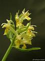 Dactylorhiza sambucina